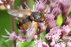 Igelfliege (Tachina fera)