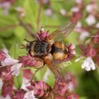 Igelfliege (Tachina fera)