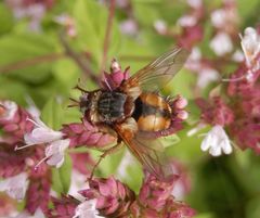 Igelfliege (Tachina fera)