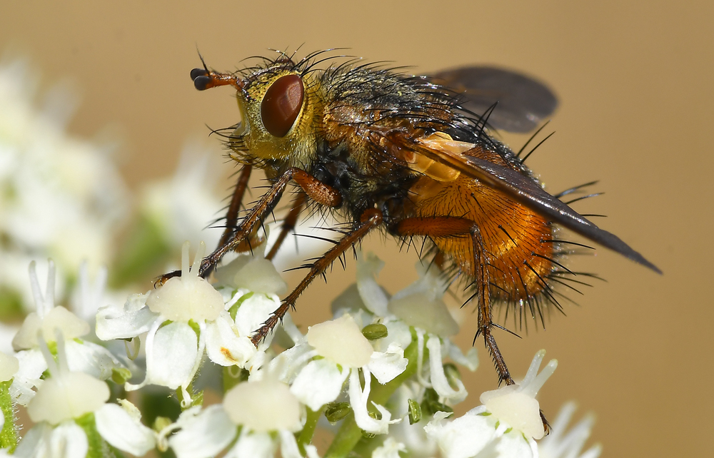 Igelfliege (Tachina fera)