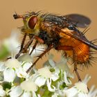 Igelfliege (Tachina fera)