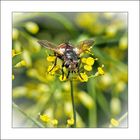 Igelfliege (Tachina fera)