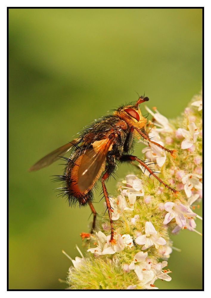 Igelfliege (Tachina fera)