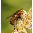 Igelfliege (Tachina fera)