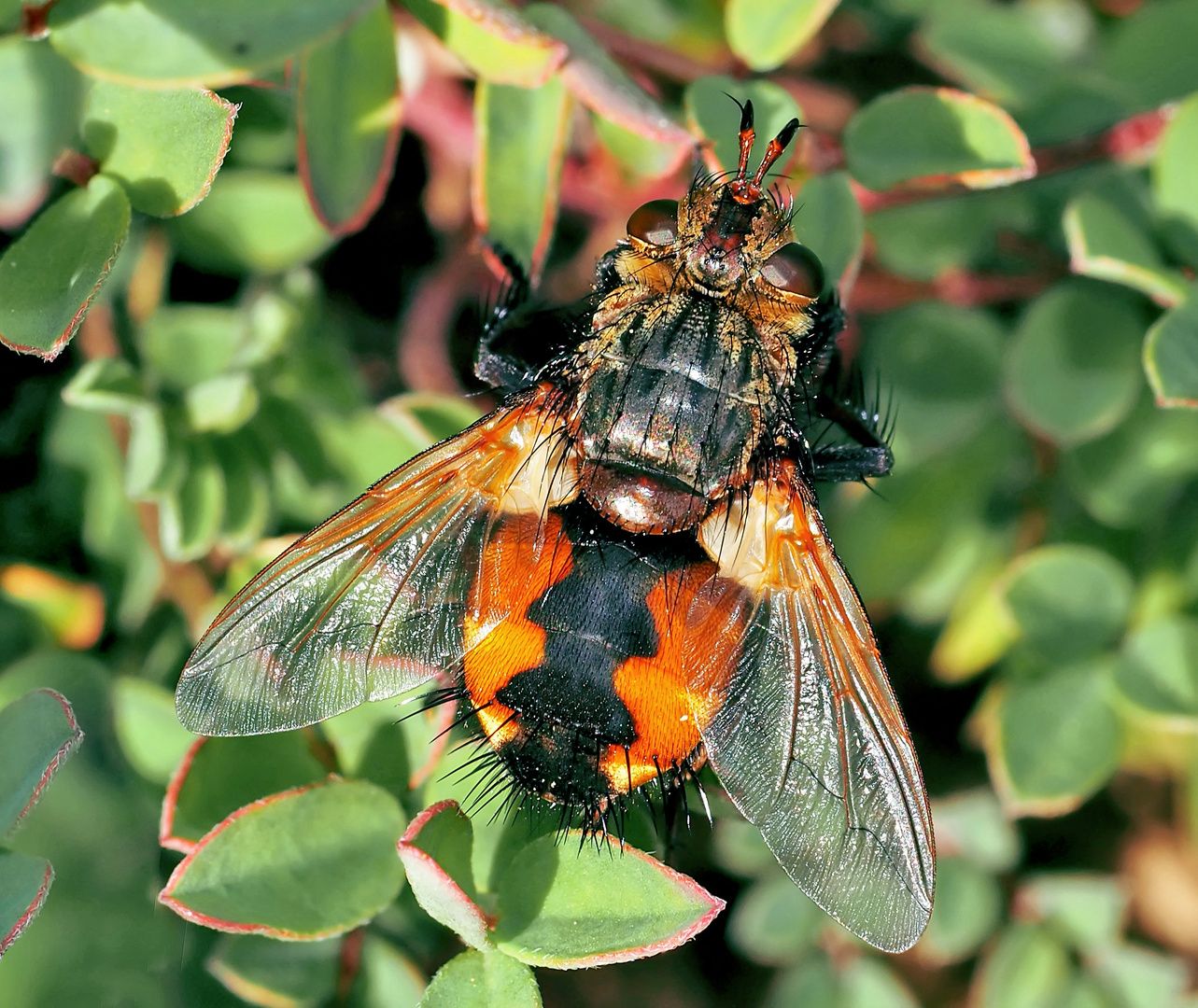 Igelfliege (Tachina fera) 