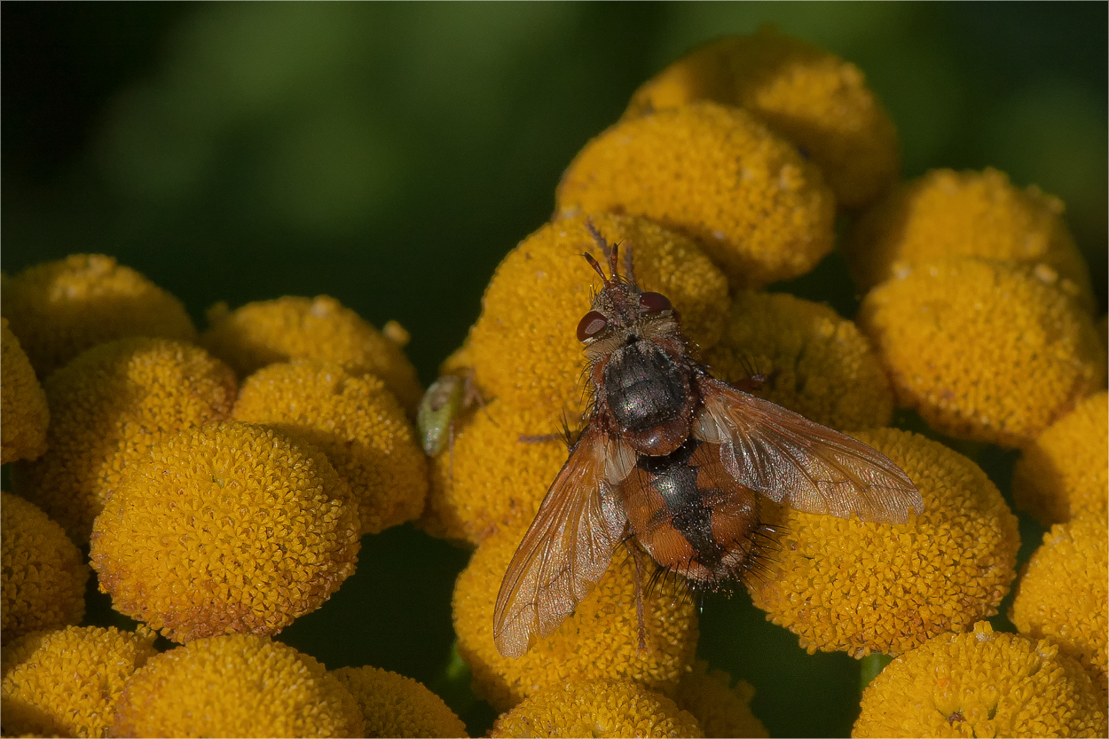 Igelfliege (Tachina fera)