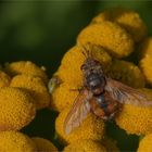 Igelfliege (Tachina fera)