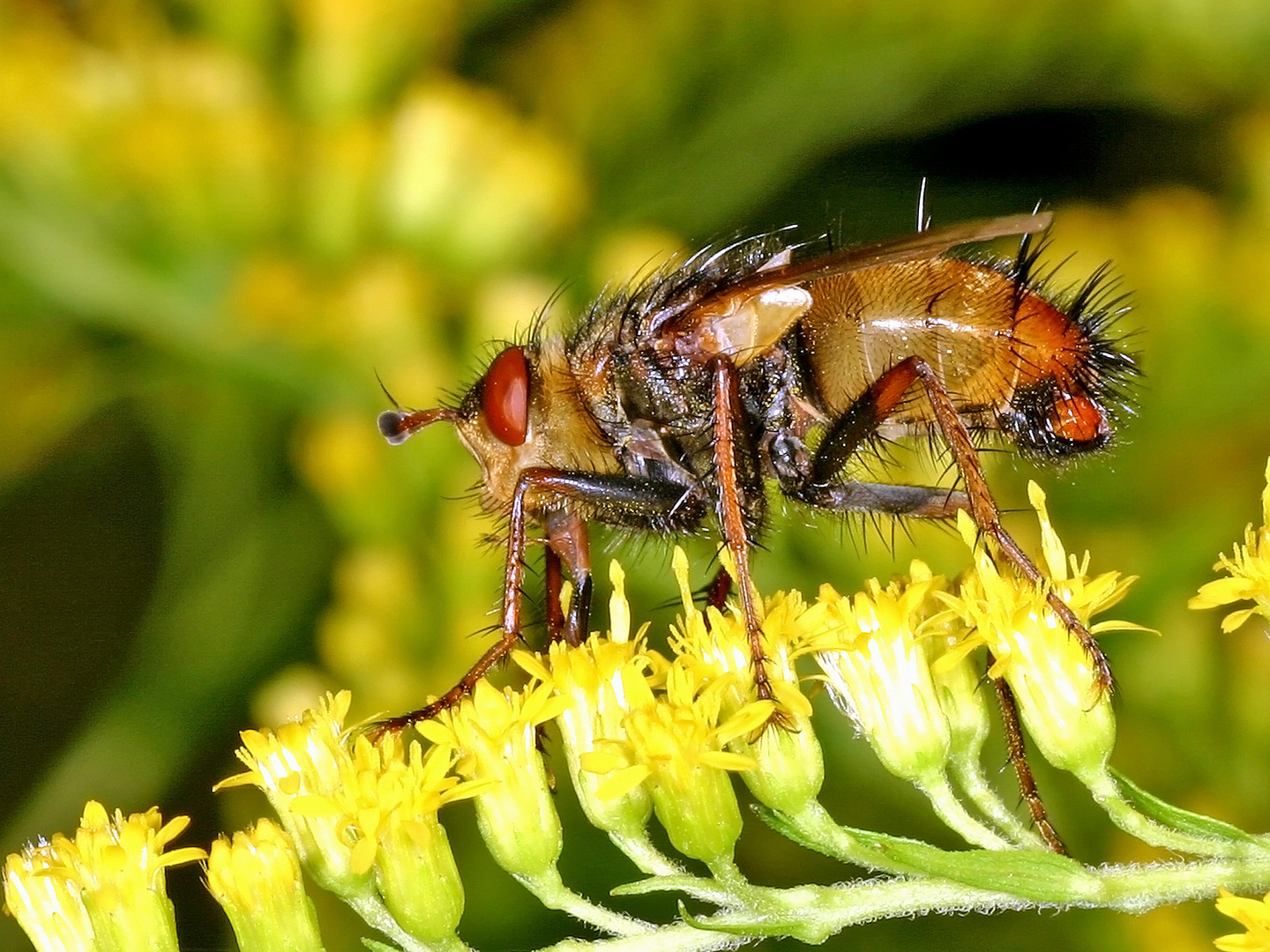 Igelfliege (Tachina fera)...