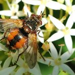 Igelfliege (Tachina fera)