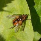 Igelfliege (Tachina fera)