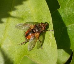 Igelfliege (Tachina fera)