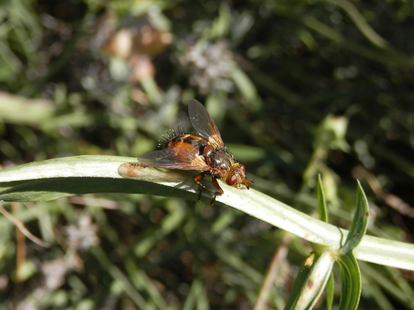 Igelfliege (Tachina fera)