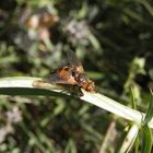 Igelfliege (Tachina fera)