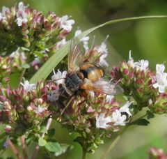 Igelfliege (Tachina fera) auf blühendem Oregano