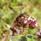 Igelfliege (Tachina fera) auf blühendem Oregano