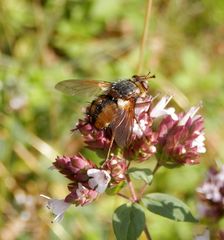 Igelfliege (Tachina fera) auf blühendem Oregano