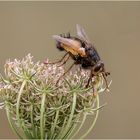  Igelfliege (Tachina fera) auf der wilden Möhre  ..... 