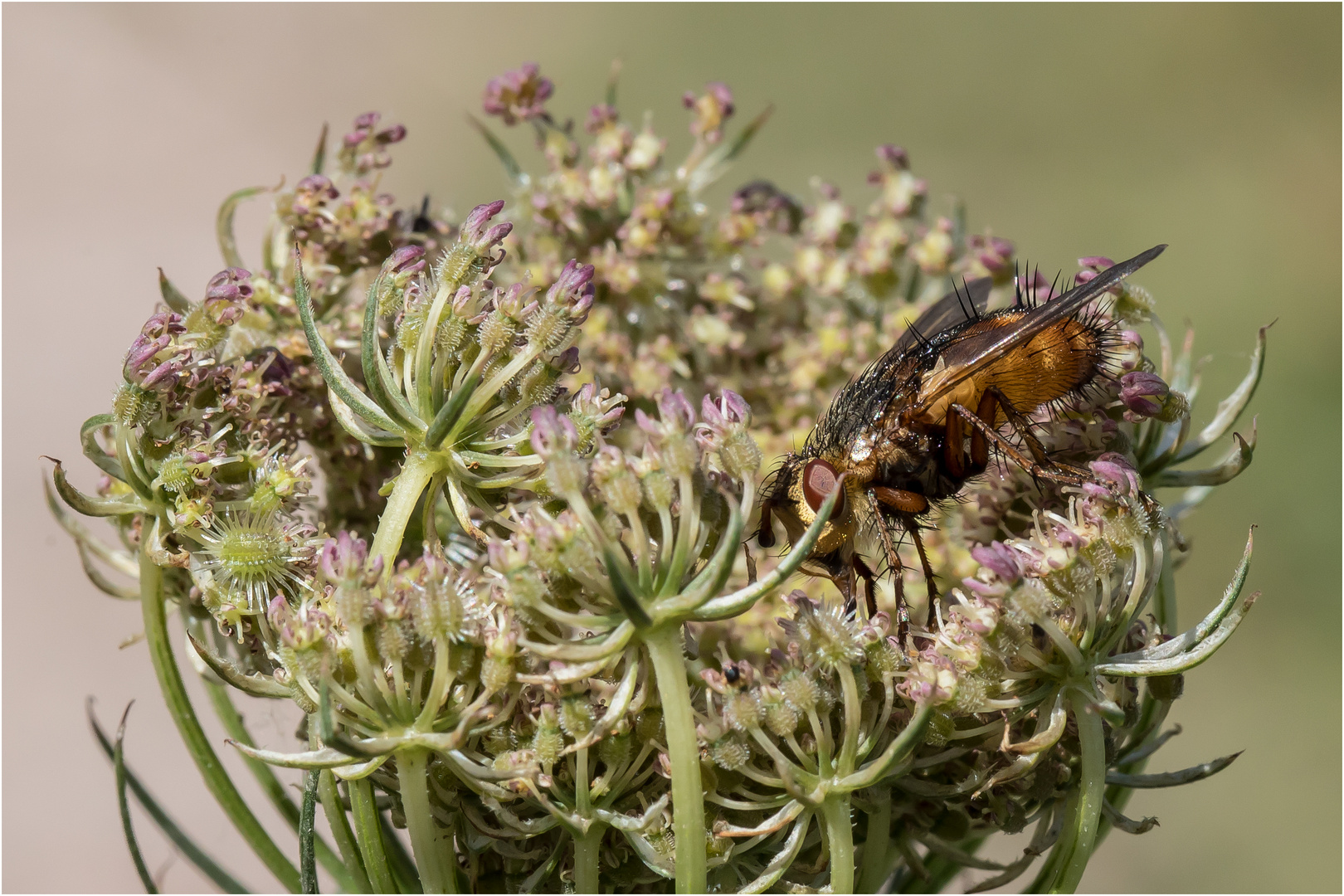 Igelfliege -Tachina fera- auf der wilden Möhre  .....