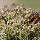 Igelfliege -Tachina fera- auf der wilden Möhre  .....