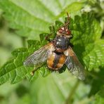 Igelfliege (Tachina fera) auf Großer Brennnessel