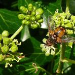 Igelfliege (Tachina fera)