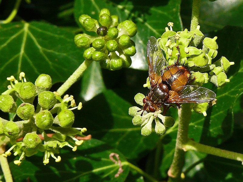 Igelfliege (Tachina fera)