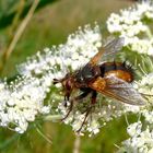 Igelfliege (Tachina fera)