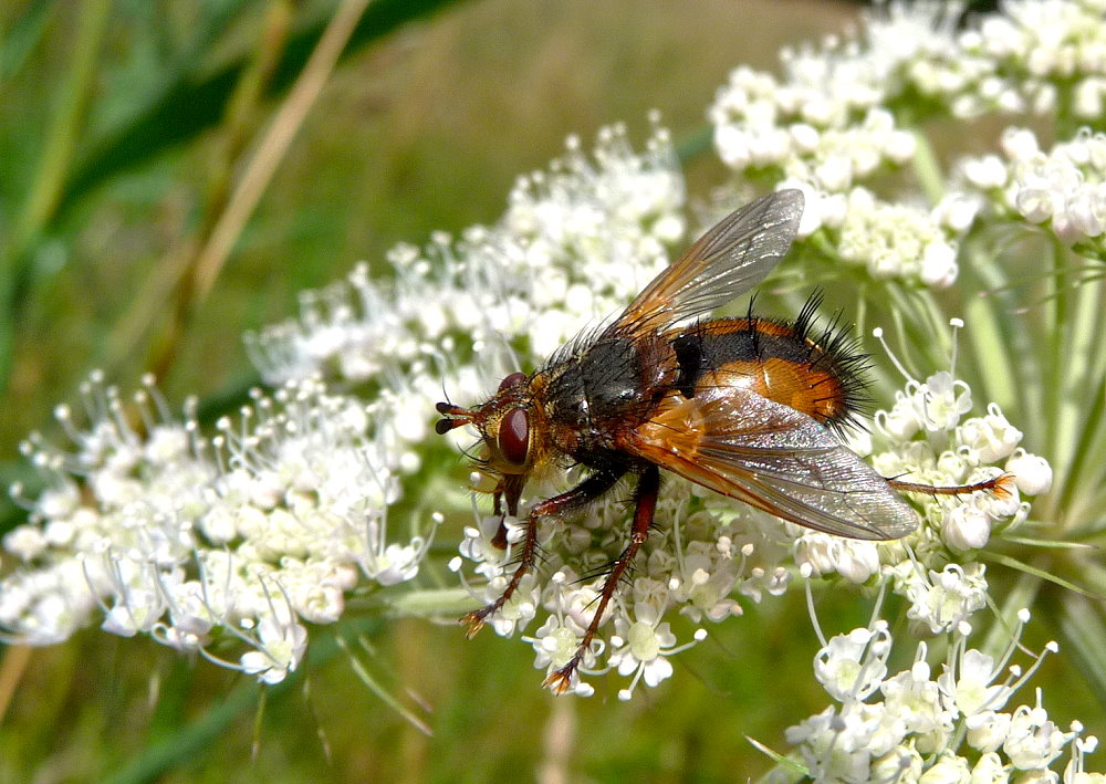 Igelfliege (Tachina fera)