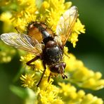 Igelfliege (Tachina fera)