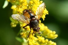 Igelfliege (Tachina fera)