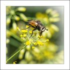 Igelfliege (Tachina fera)