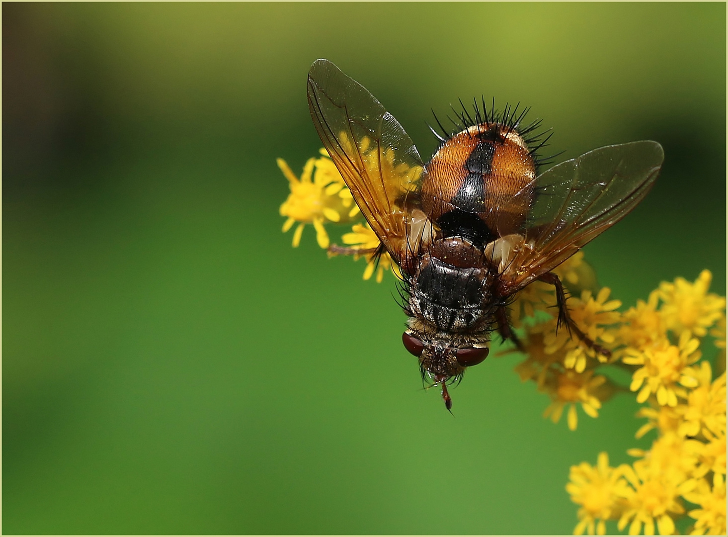 Igelfliege (Tachina fera).