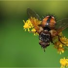 Igelfliege (Tachina fera).