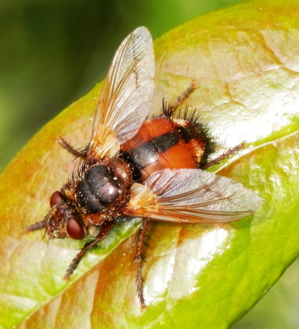 Igelfliege (Tachina fera)