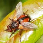 Igelfliege (Tachina fera)