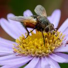 Igelfliege (Tachina fera)