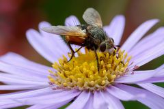 Igelfliege (Tachina fera)