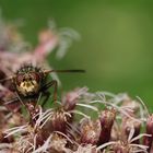  Igelfliege (Tachina fera) 