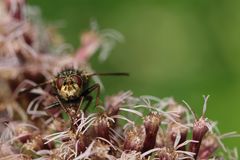  Igelfliege (Tachina fera) 