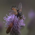  Igelfliege (Tachina fera) 