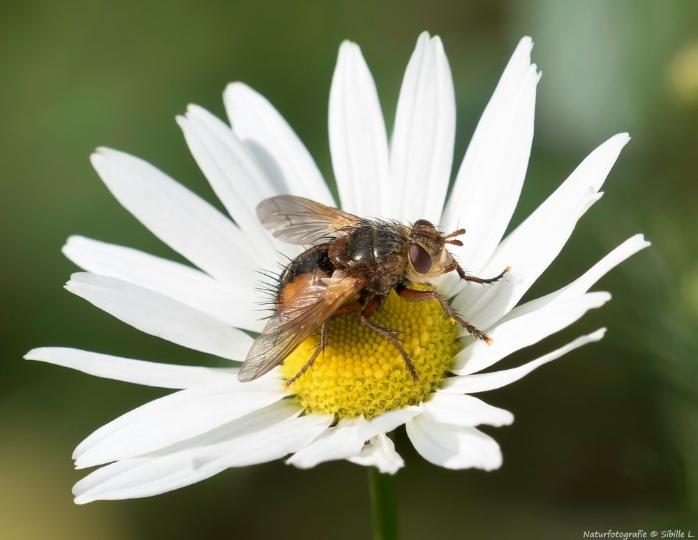  Igelfliege (Tachina fera)