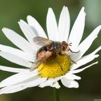  Igelfliege (Tachina fera)