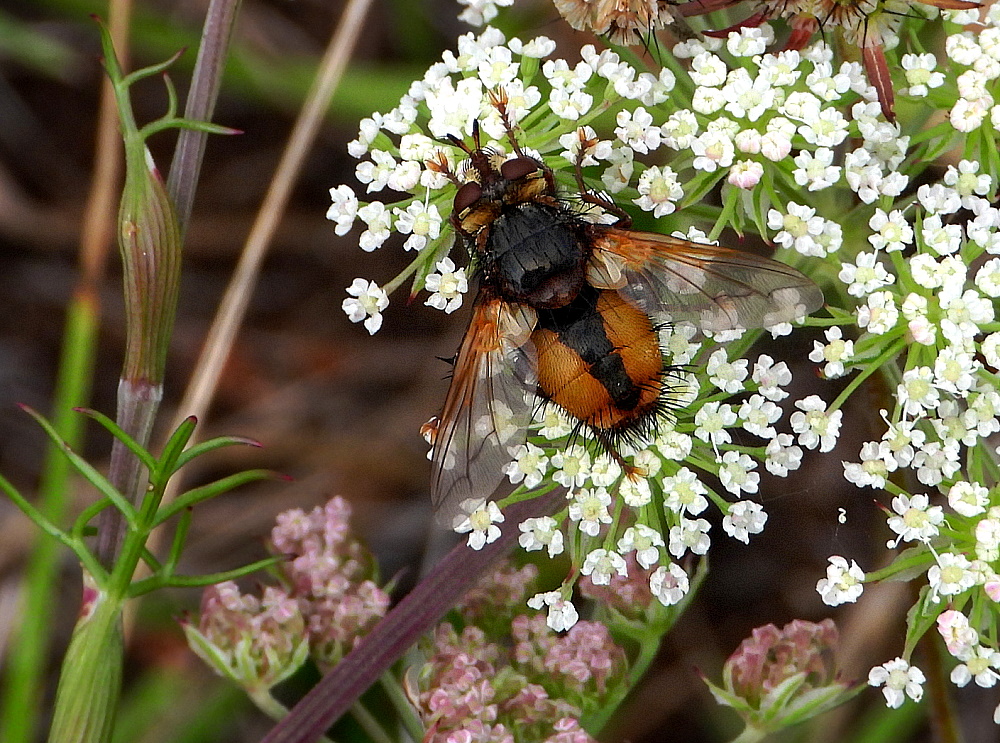 Igelfliege (Tachina fera)