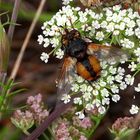 Igelfliege (Tachina fera)