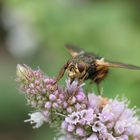 Igelfliege (Tachina fera)