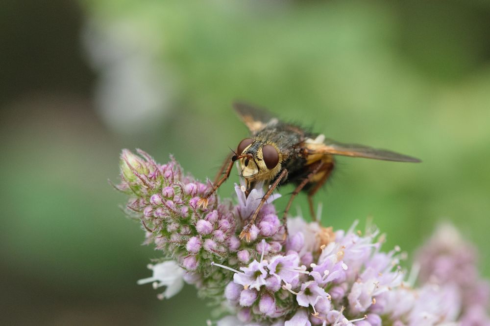 Igelfliege (Tachina fera)