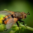 Igelfliege (Tachina fera)