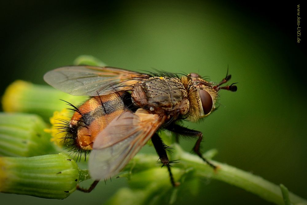 Igelfliege (Tachina fera)