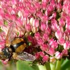 Igelfliege (Tachina fera) 