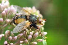 Igelfliege (Tachina fera) Profil